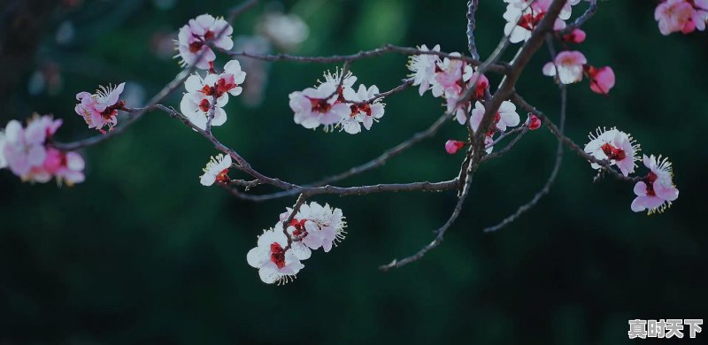 春天，那美丽花儿你拍了吗？有何分享，共欣共醉 - 真时天下