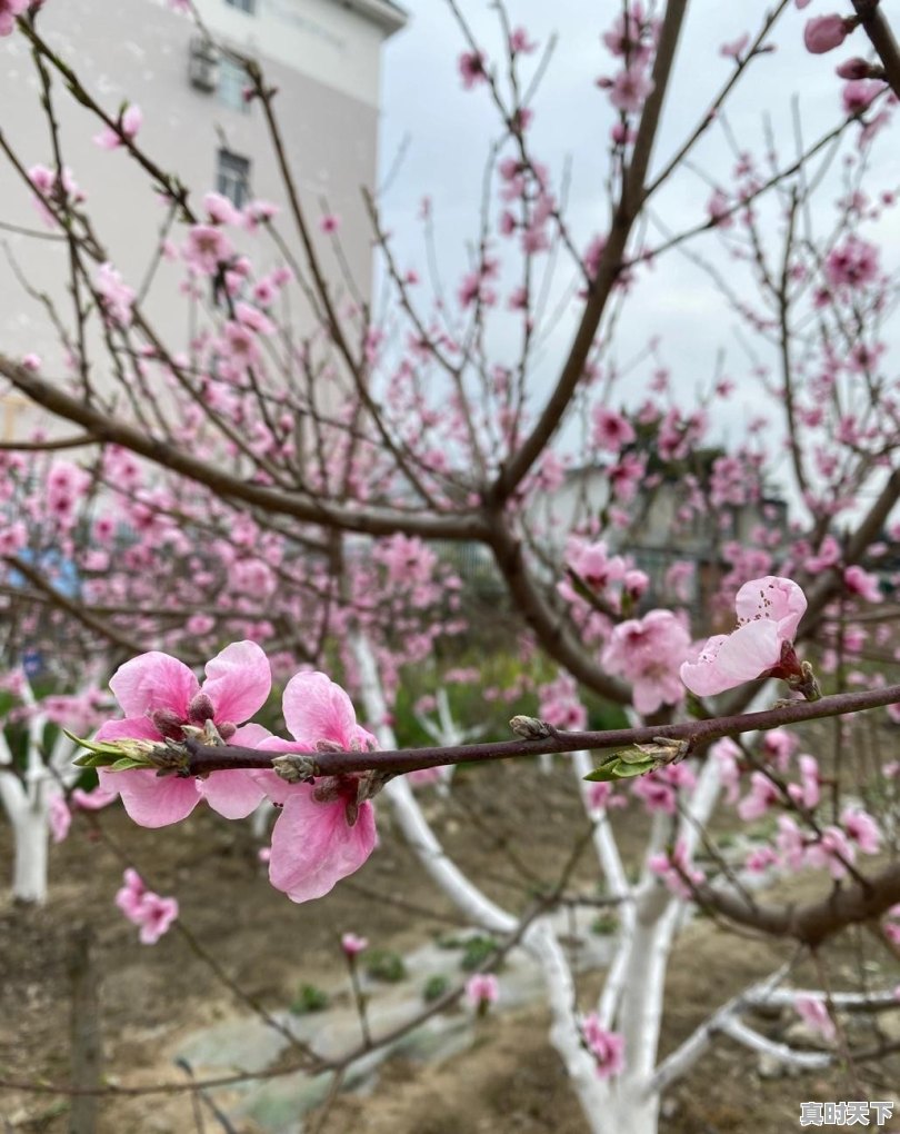 春天，那美丽花儿你拍了吗？有何分享，共欣共醉 - 真时天下