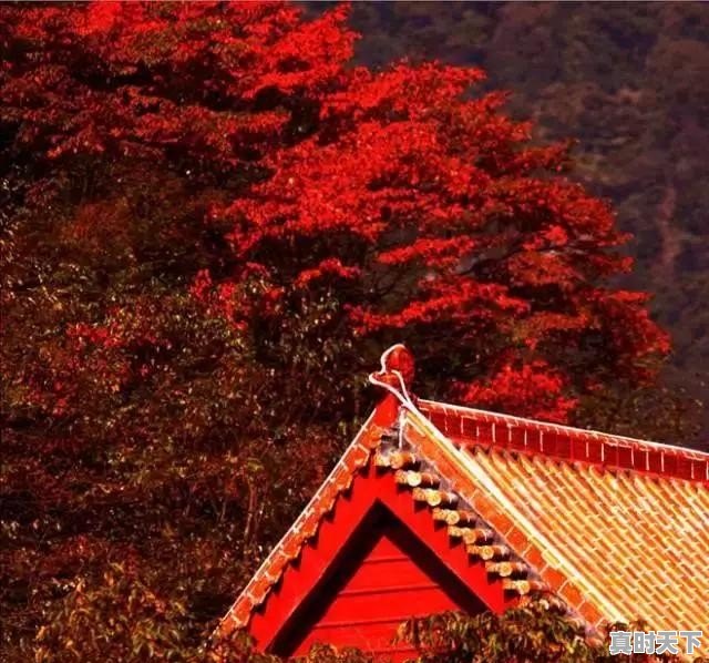 贵阳电影节红地毯门票价格表 - 真时天下