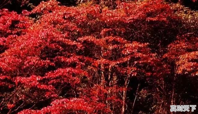 贵阳电影节红地毯门票价格表 - 真时天下