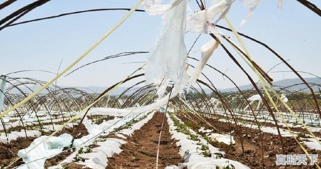 为什么今年有些地方的水果价格很贵 - 真时天下