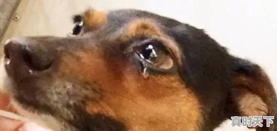 里欧·万塔(外文名:Leo Wanta)是真正的世界首富,他有27万亿美元,他的钱从何而来 - 真时天下