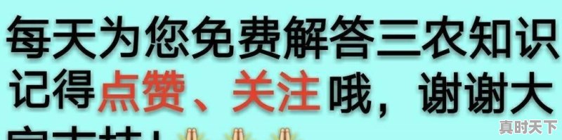 黑龙江猪价已达到4元一斤，春节前还会继续下滑吗 - 真时天下