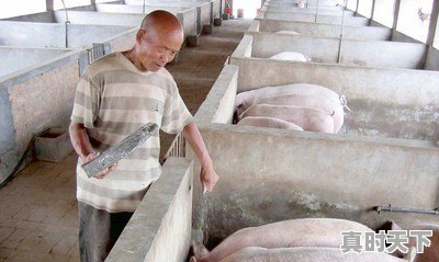 乡下猪肉今日行情最新价格 - 真时天下