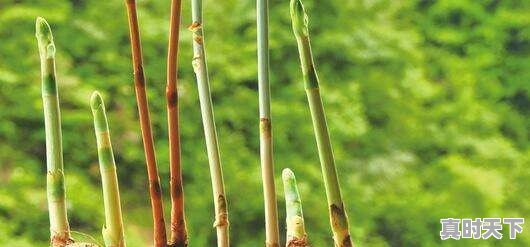 中药材种植会成为下一个农业的风口么？为什么 - 真时天下