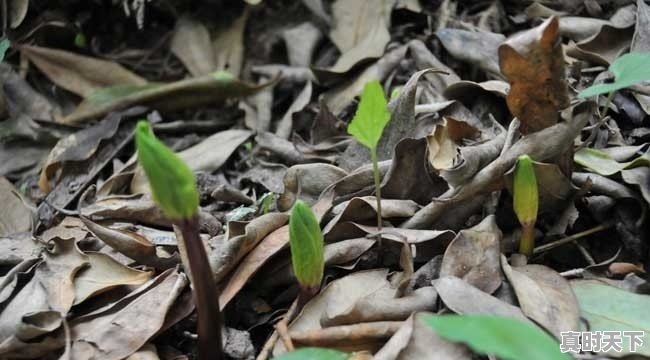 中药材种植会成为下一个农业的风口么？为什么 - 真时天下