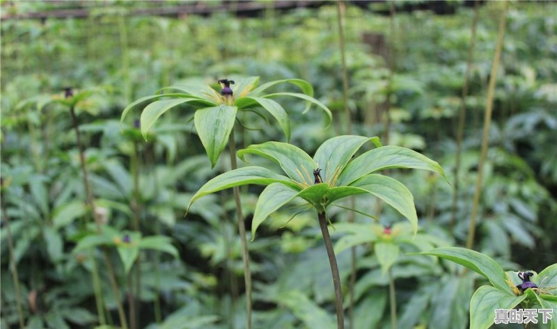 中药材种植会成为下一个农业的风口么？为什么 - 真时天下