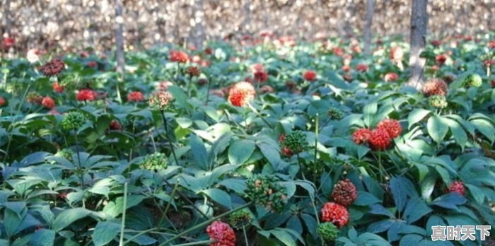 中药材种植会成为下一个农业的风口么？为什么 - 真时天下