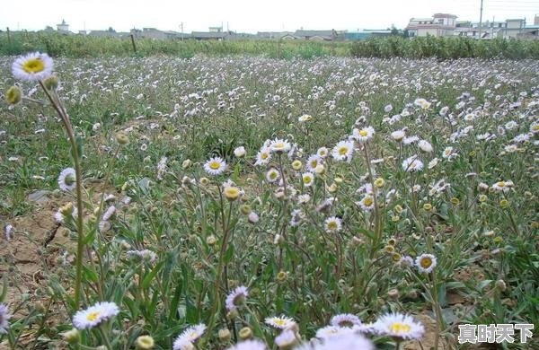 中药材种植会成为下一个农业的风口么？为什么 - 真时天下