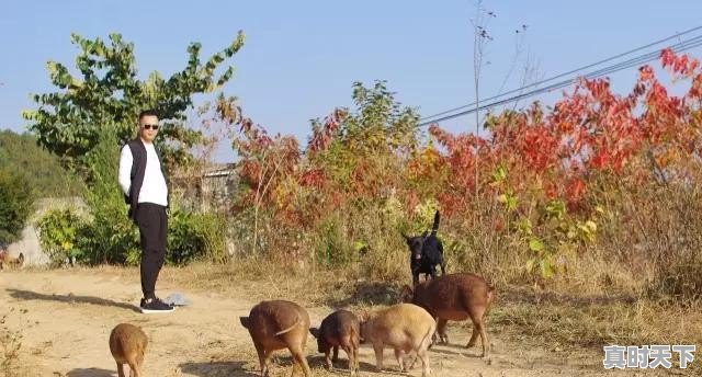 贵州的猪和全国其他猪相比，特别之处在哪 - 真时天下