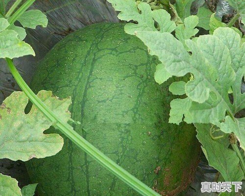 周口地区种植黄瓤西瓜，都有什么好品种 - 真时天下