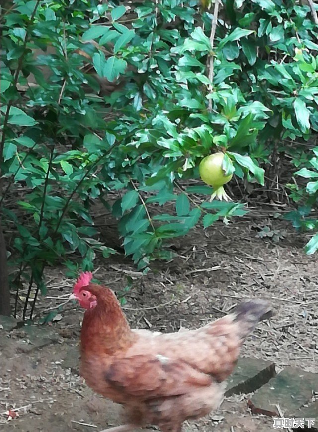 15省份猪肉价格下跌,最低16.8元一斤,目前各地涨跌行情如何 - 真时天下