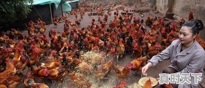 15省份猪肉价格下跌,最低16.8元一斤,目前各地涨跌行情如何 - 真时天下