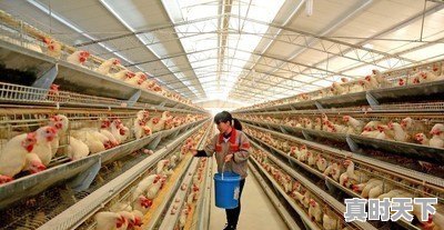 15省份猪肉价格下跌,最低16.8元一斤,目前各地涨跌行情如何 - 真时天下