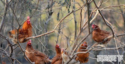 15省份猪肉价格下跌,最低16.8元一斤,目前各地涨跌行情如何 - 真时天下