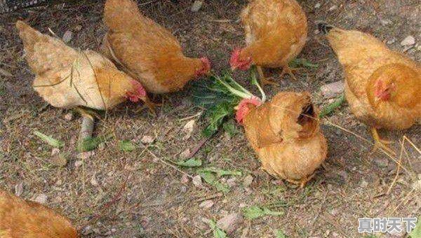 15省份猪肉价格下跌,最低16.8元一斤,目前各地涨跌行情如何 - 真时天下