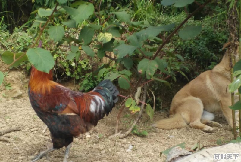 15省份猪肉价格下跌,最低16.8元一斤,目前各地涨跌行情如何 - 真时天下