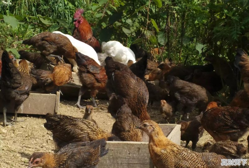 15省份猪肉价格下跌,最低16.8元一斤,目前各地涨跌行情如何 - 真时天下