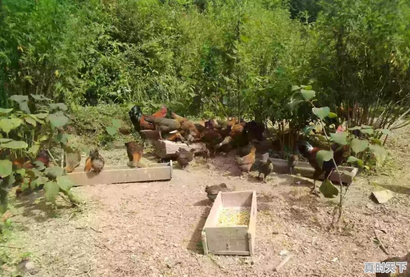 15省份猪肉价格下跌,最低16.8元一斤,目前各地涨跌行情如何 - 真时天下