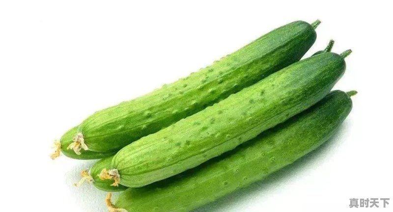 广东今日水果青瓜价格走势 - 真时天下