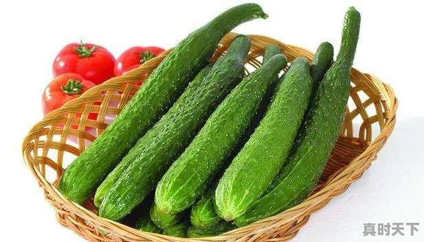 广东今日水果青瓜价格走势 - 真时天下