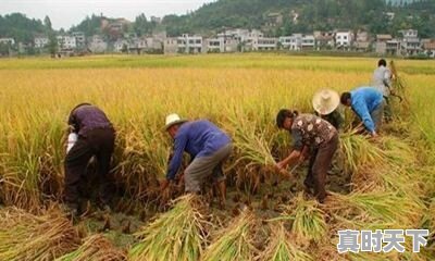 水稻收割已接近尾声，今年稻谷是涨是跌 - 真时天下