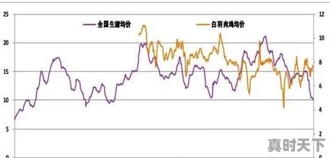 18年下半年白羽肉鸡的行情怎么样 - 真时天下