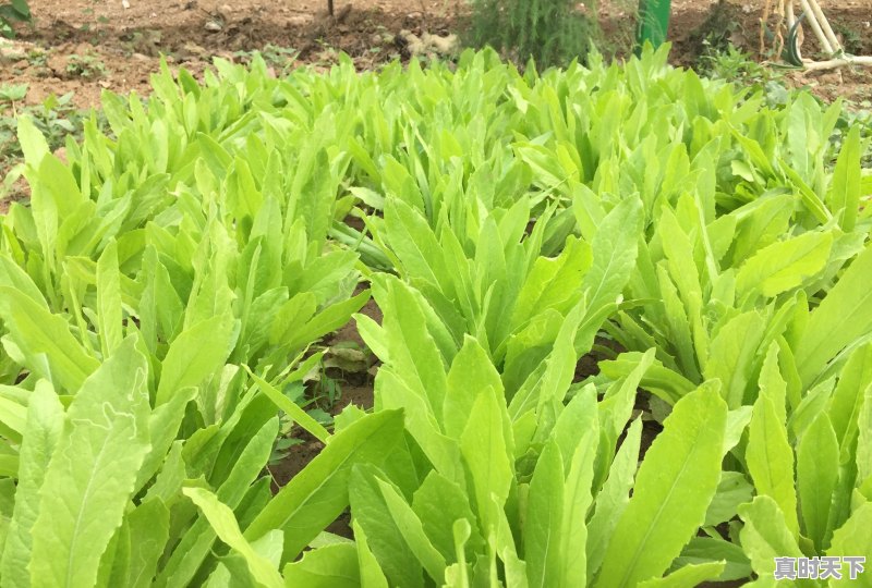 今日南宁油麦菜价格 - 真时天下