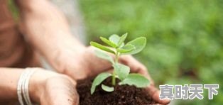 潍城区今日西红柿价格 - 真时天下