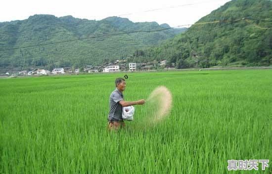 潍城区今日西红柿价格 - 真时天下