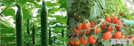 潍城区今日西红柿价格 - 真时天下