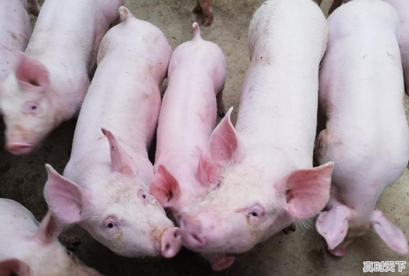 2022.10.26明日猪价,猪价大面积下跌,还要跌吗 - 真时天下