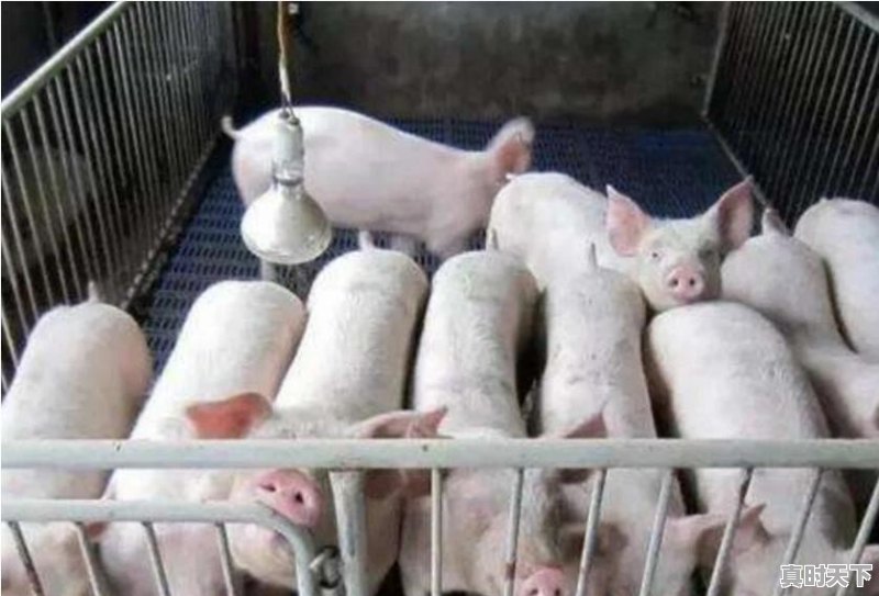 2022.10.26明日猪价,猪价大面积下跌,还要跌吗 - 真时天下