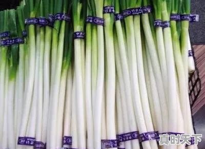 新野钢葱今日最新价格 - 真时天下