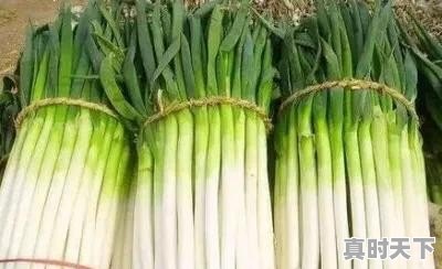 新野钢葱今日最新价格 - 真时天下