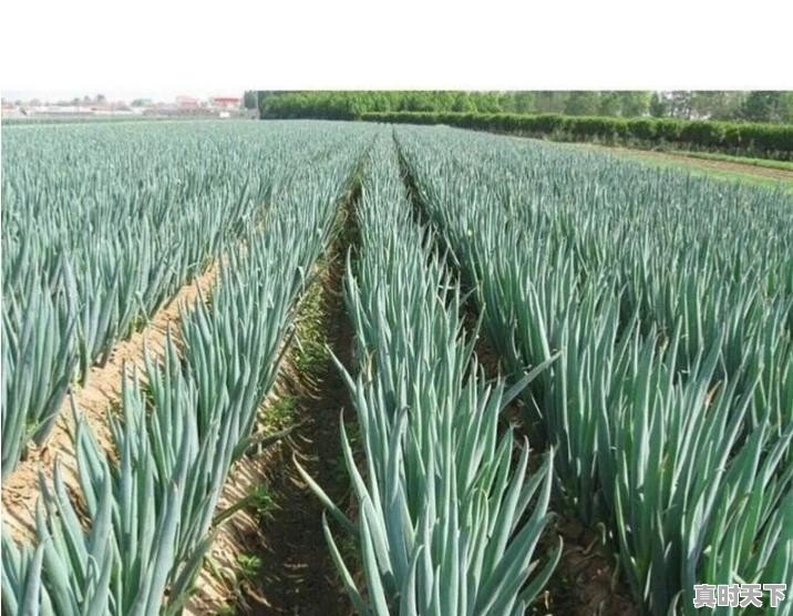 新野钢葱今日最新价格 - 真时天下