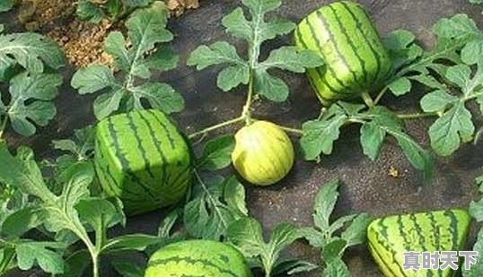 种过西瓜的土地适合种植其他农作物吗 - 真时天下