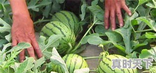 种过西瓜的土地适合种植其他农作物吗 - 真时天下