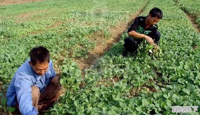 种过西瓜的土地适合种植其他农作物吗 - 真时天下