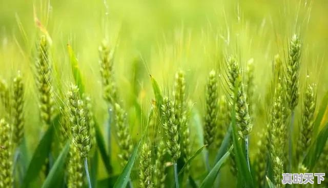 种过西瓜的土地适合种植其他农作物吗 - 真时天下