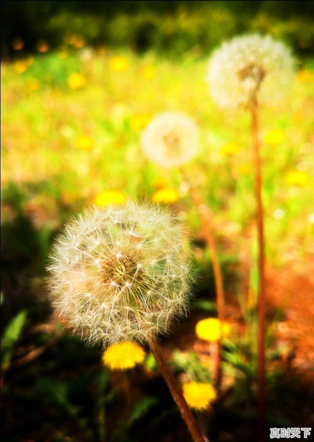 春，夏，秋，冬，四季，你更喜欢哪个季节拍照 - 真时天下