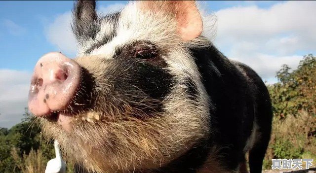 今日猪价涨了么 - 真时天下