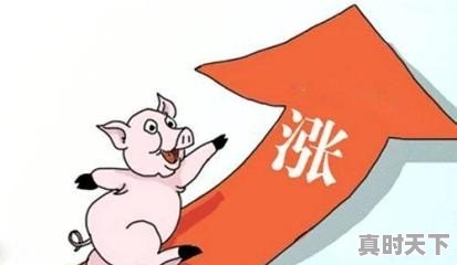 广东省生猪价格在最近2个月一直领先全国,已经达到11.2元一斤,为什么能领先呢 - 真时天下