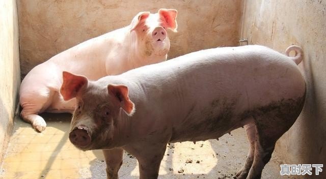 广东省生猪价格在最近2个月一直领先全国,已经达到11.2元一斤,为什么能领先呢 - 真时天下