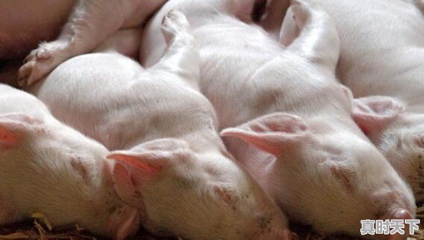 广东省生猪价格在最近2个月一直领先全国,已经达到11.2元一斤,为什么能领先呢 - 真时天下