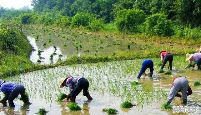 水稻田，冬耕与不冬耕，最终的产量有区别吗？为什么 - 真时天下