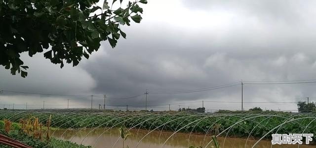 今日青岛日照蔬菜价格 - 真时天下