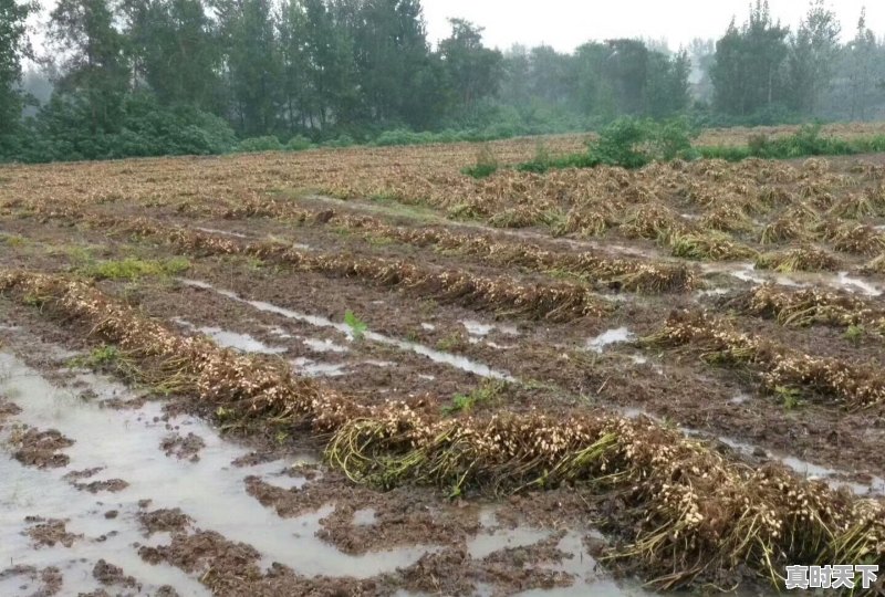 河南延津焦作地区花生受到阴雨天的影响，具体情况是？让更多的人关注也是一种力量 - 真时天下