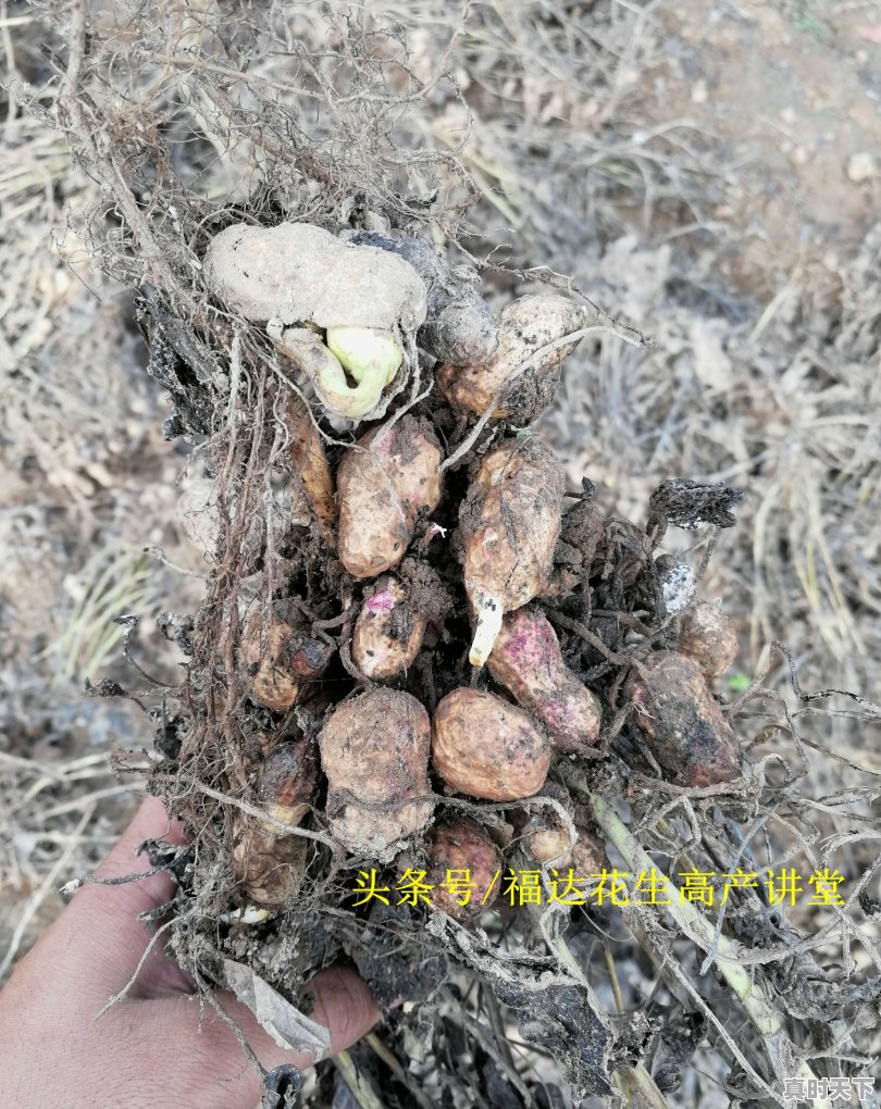 河南延津焦作地区花生受到阴雨天的影响，具体情况是？让更多的人关注也是一种力量 - 真时天下