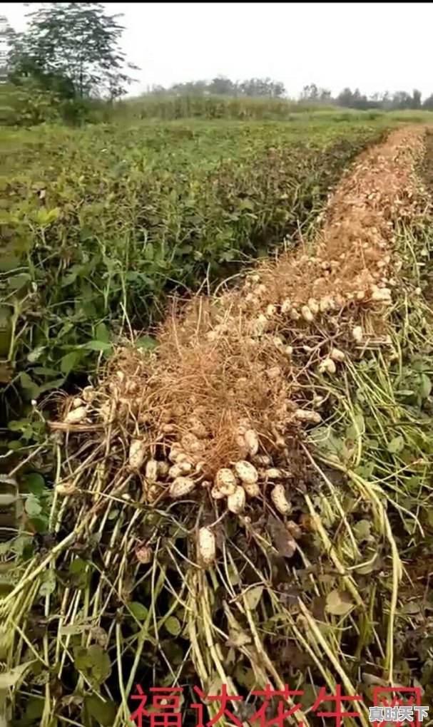 河南延津焦作地区花生受到阴雨天的影响，具体情况是？让更多的人关注也是一种力量 - 真时天下